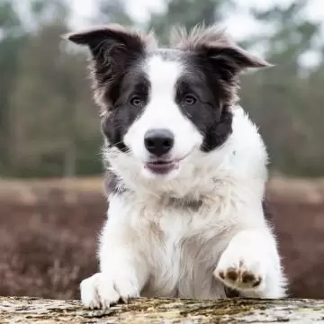 Foto's maken met een onscherpe achtergrond